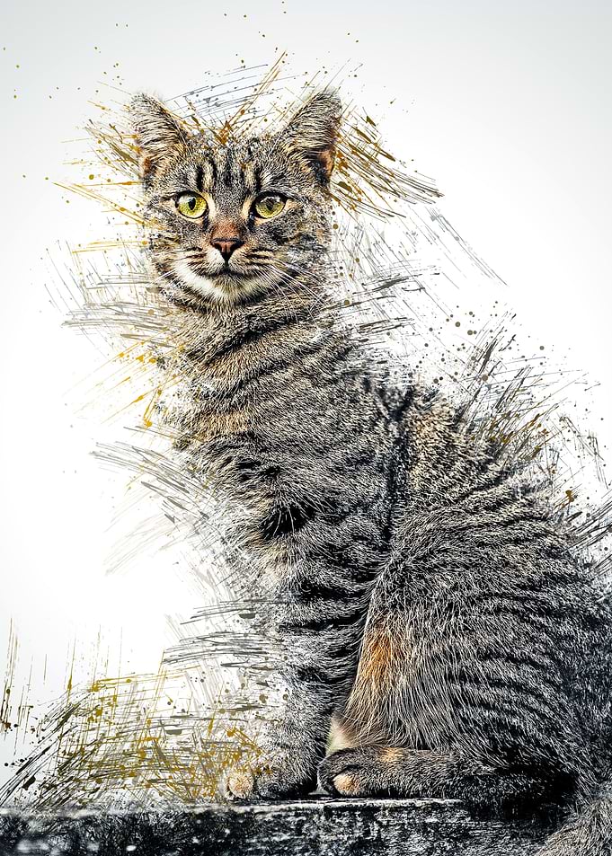 Cat Cute Animal