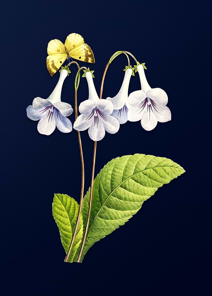 Canterbury Bells on Blue
