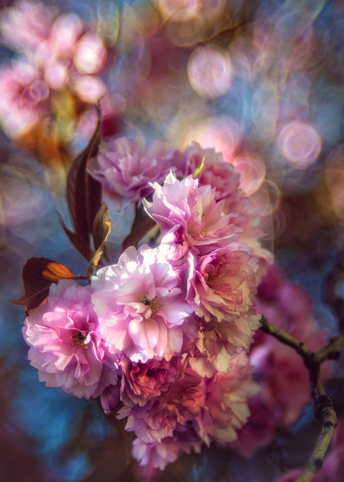 Cherrie Spring