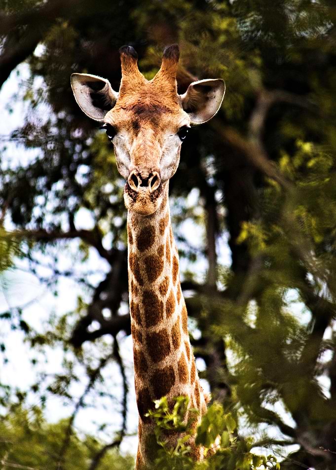 The adorable giraffe