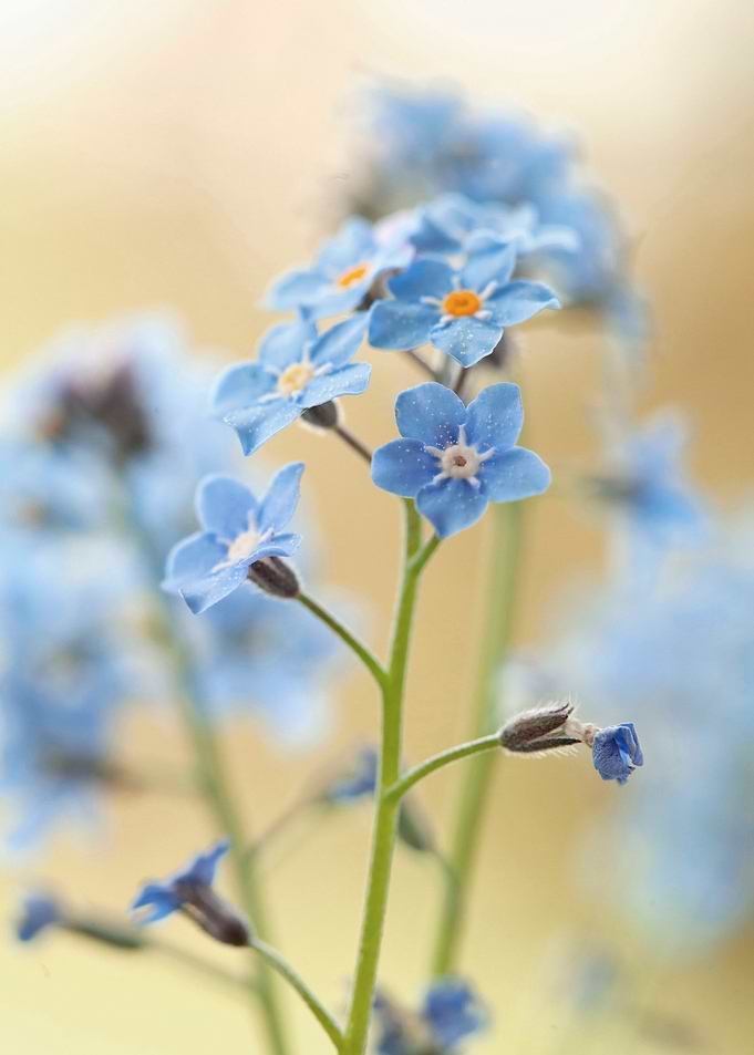 Floral compsition