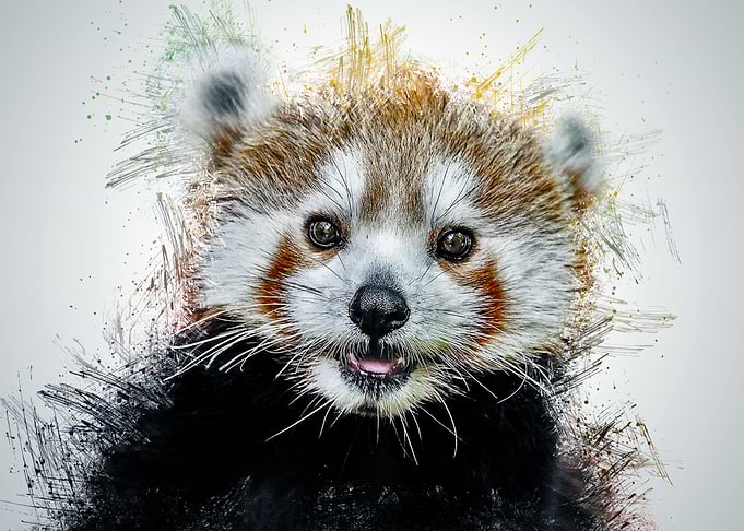 Cat Cute Animal