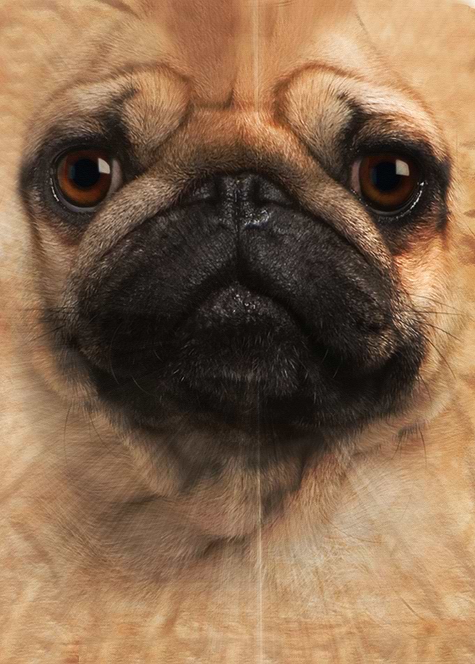 Pug