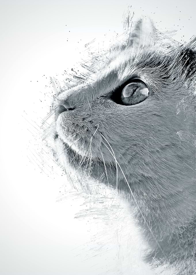 Cat Cute Animal
