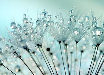 Dandelion Raindrops