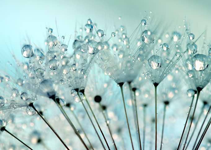 Dandelion Raindrops