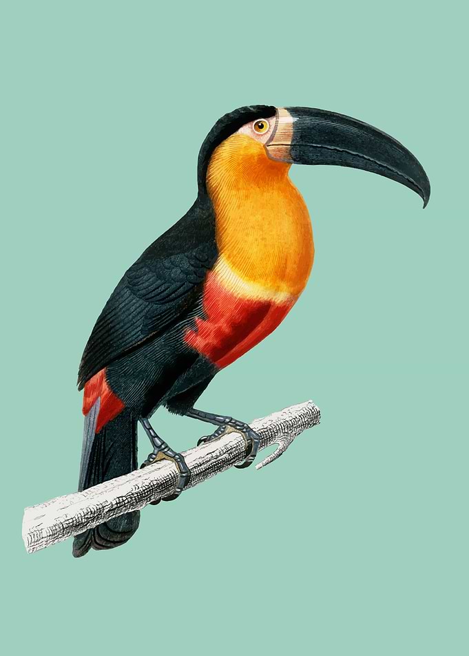 Toucan