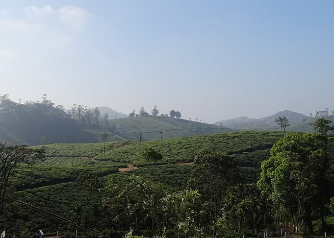 tea plantage in munnar