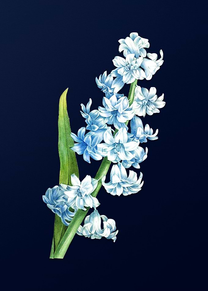 Oriental Hyacinth on Blue