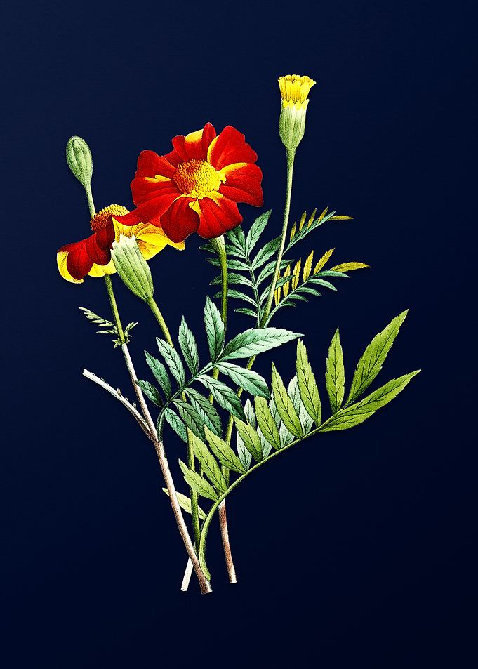 Mexican Marigold on Blue