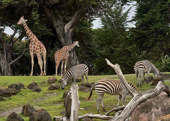 Giraffes and Zebras in Zoo