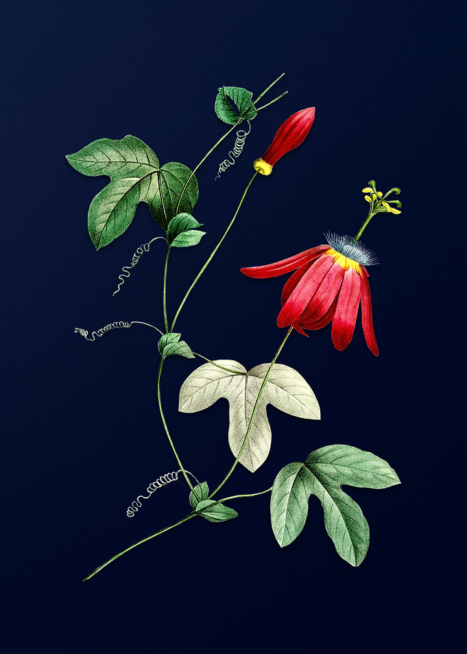 Red Passion Flower on Blue