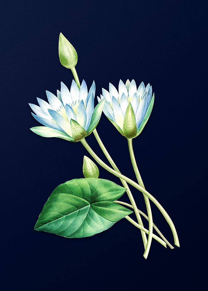 Egyptian Lotus on Blue