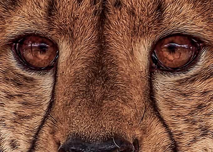 Eyes of a Cheetah