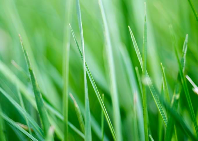 Tall Grass