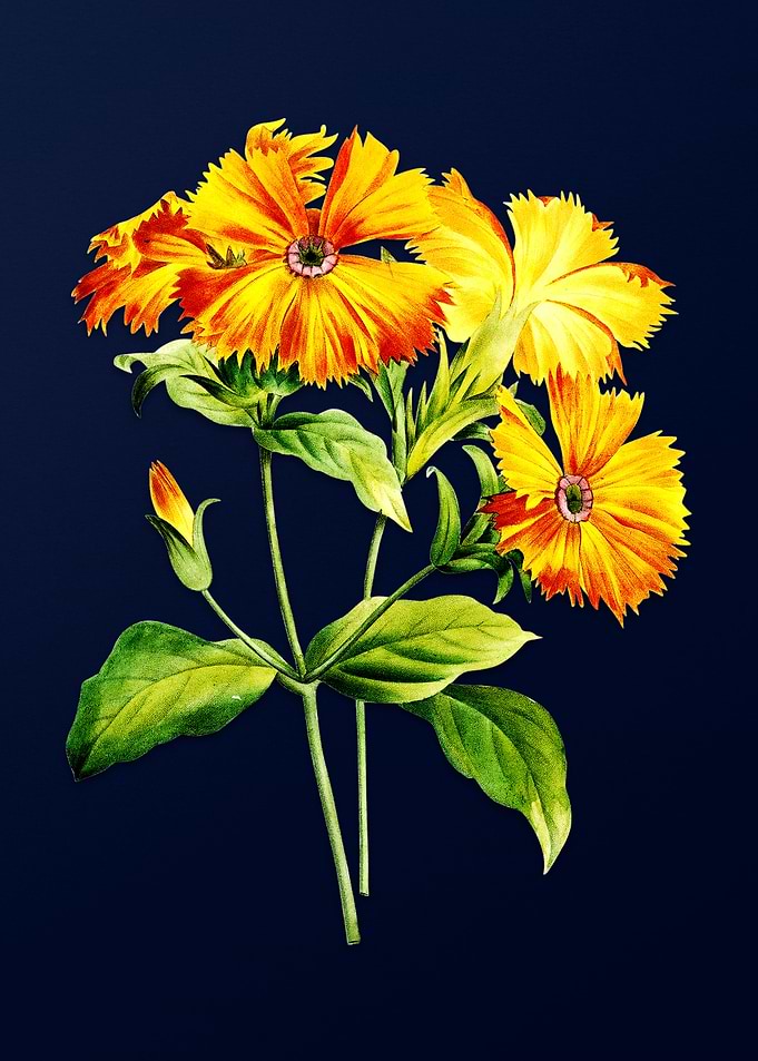 Lychnis Grandiflora Blue