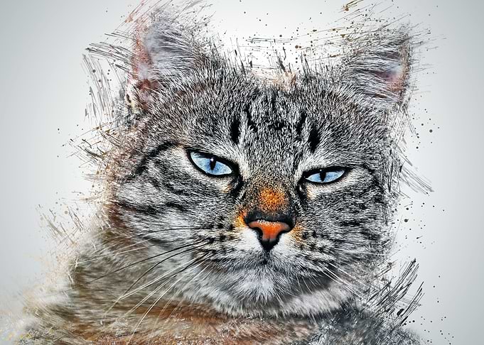 Cat Cute Animal