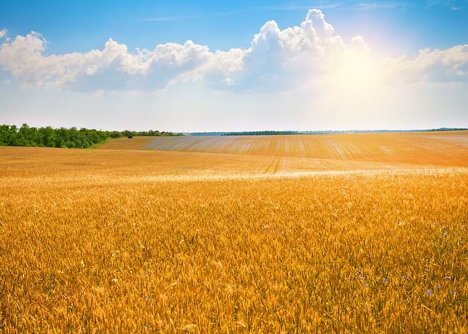 Agriculture Autumn Backgro