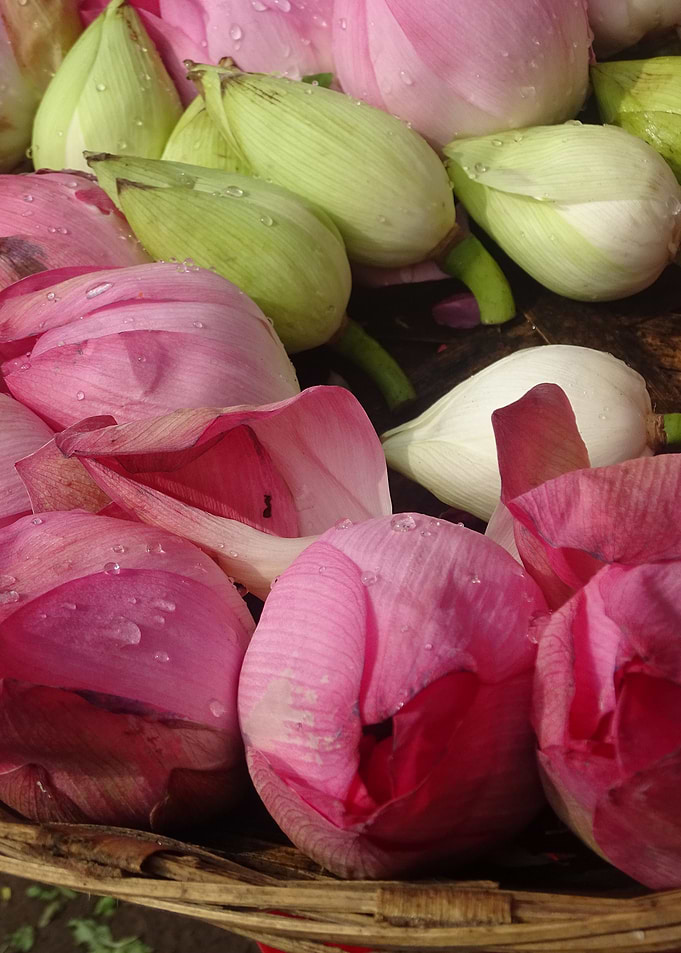 Lotus flowers as sacrifice