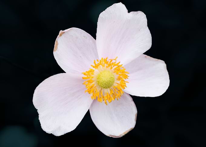 White Flower