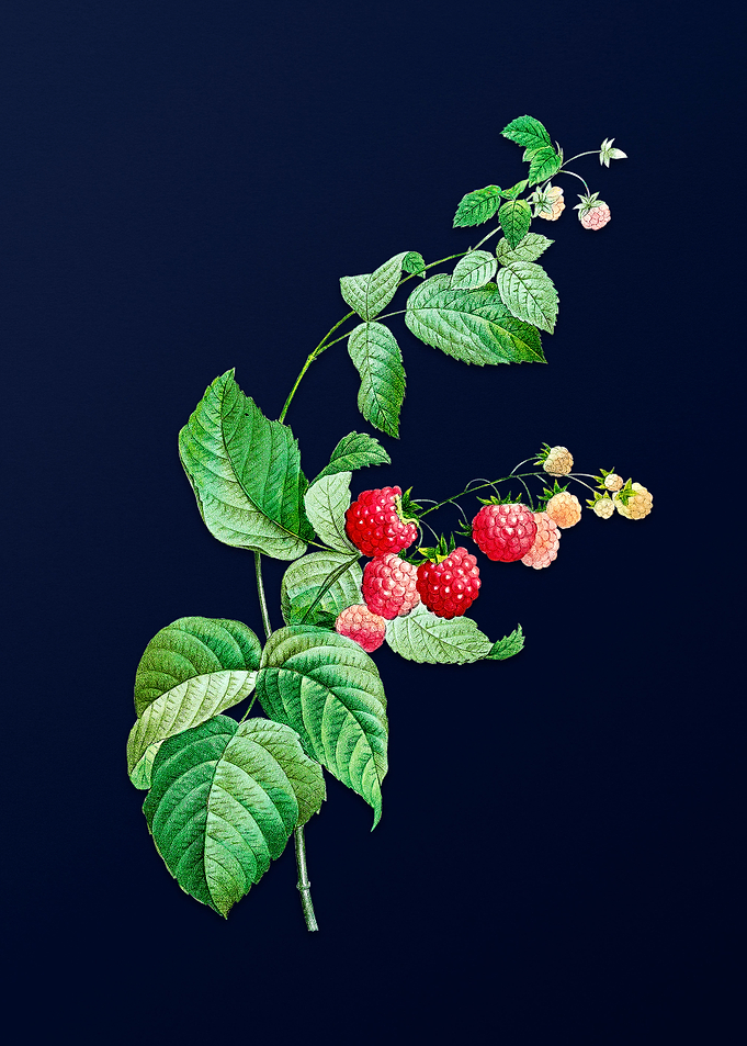 Red Berries on Blue