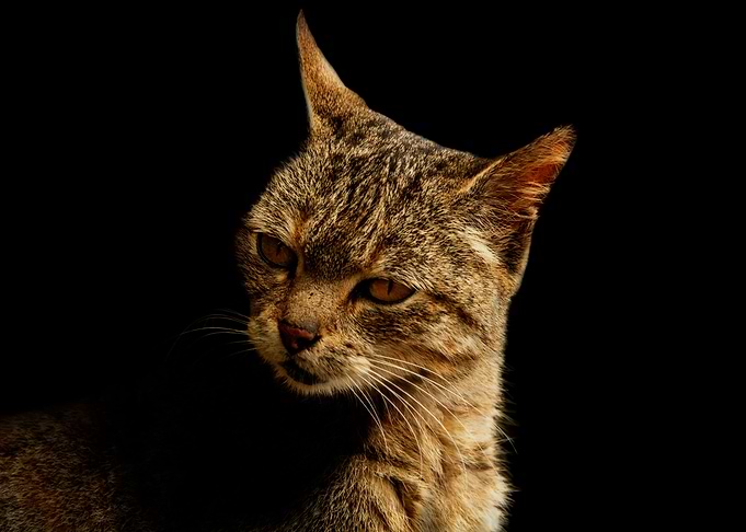 Street cat in low key