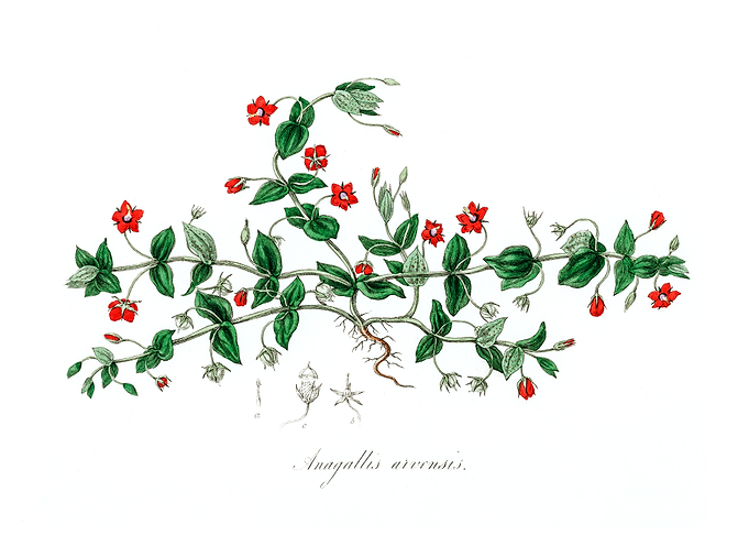 Scarlet pimpernel