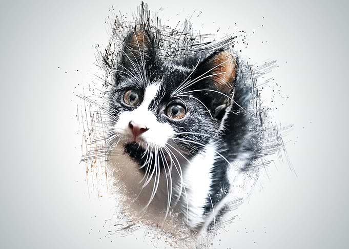 Cat Cute Animal