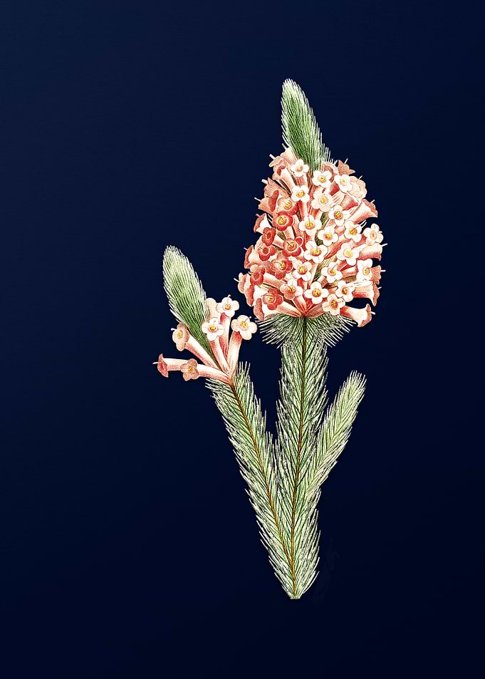 Briar Root Bruyere on Blue