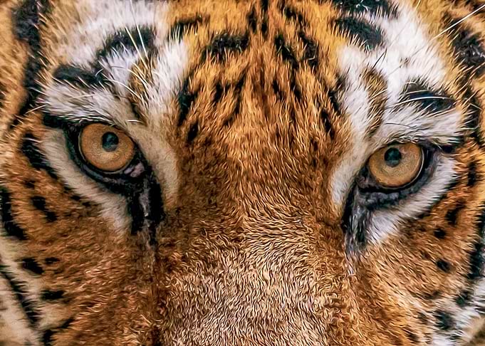 Painting Of Tiger Eyes