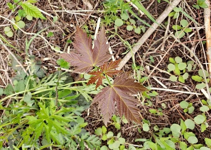 Spring Rebirth