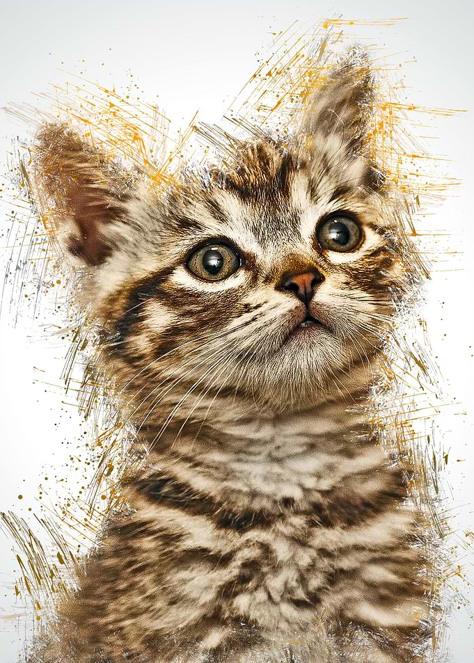 Cat Cute Animal