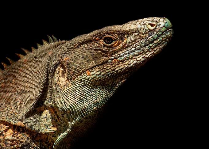 Black iguana in low key