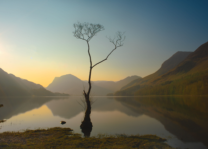lone tree