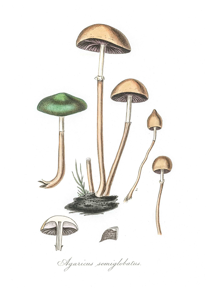 Agaricus semiglobatus