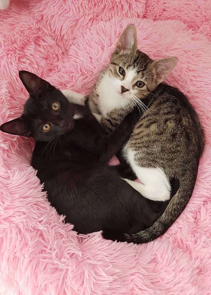 Mailo und Akira