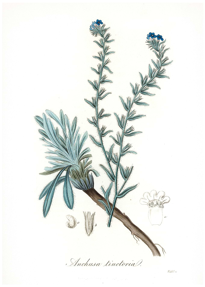Common bugloss Anchusa
