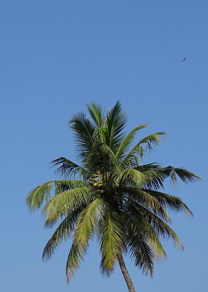 palms in the backwaters