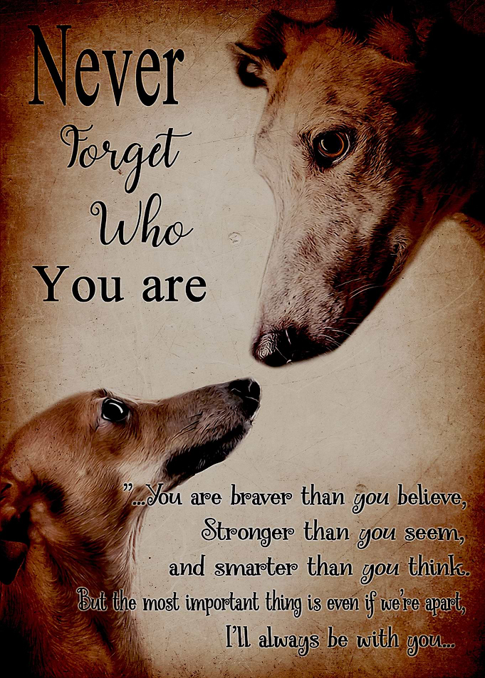 Greyhound
