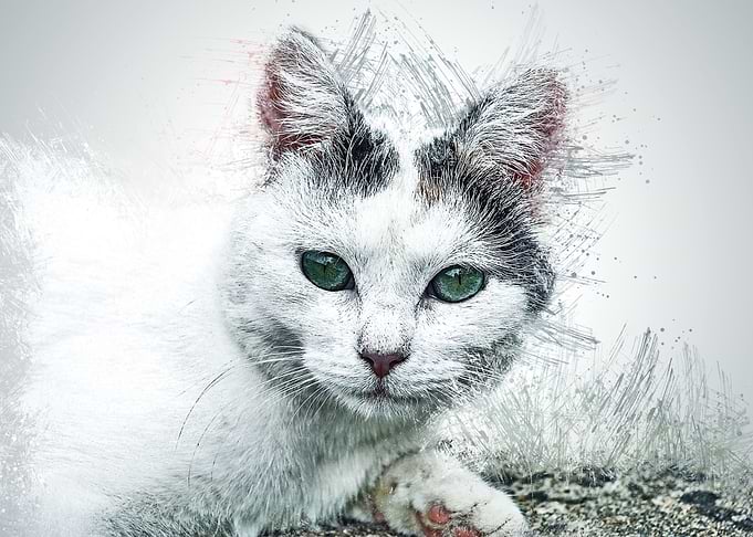 Cat Cute Animal