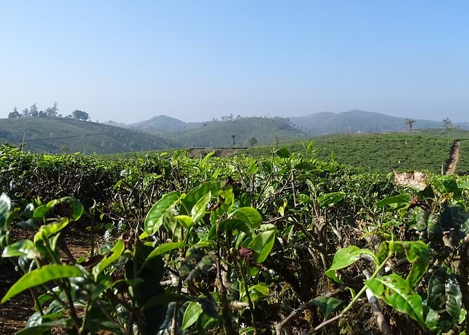 tea leafes in munnar