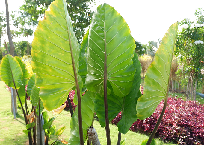 Beautiful Fresh Plant
