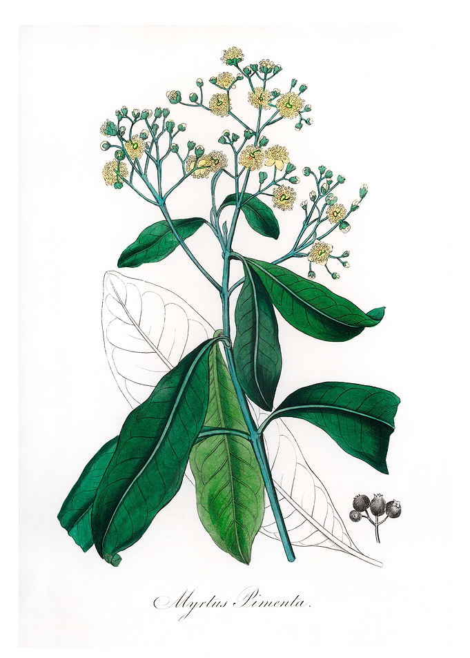 Allspice Myrtus pimenta