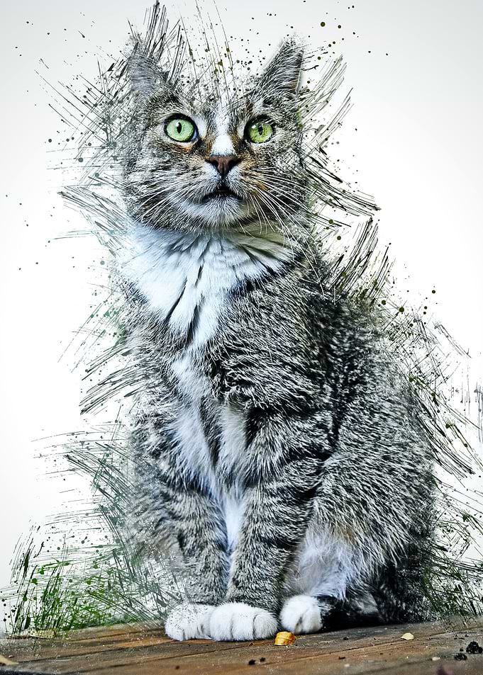Cat Cute Animal