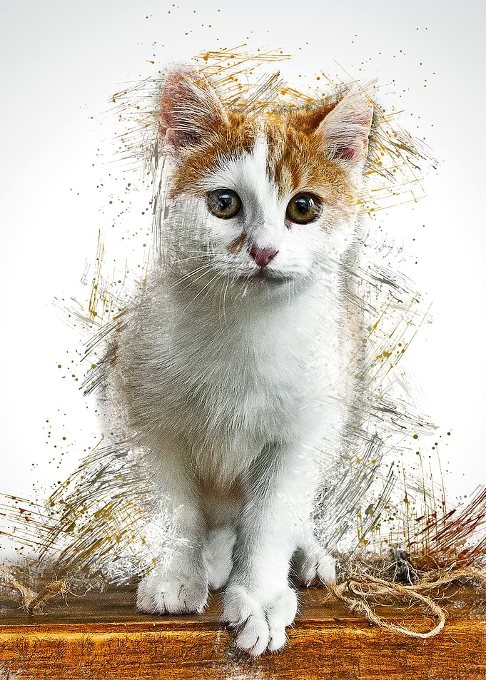 Cat Cute Animal