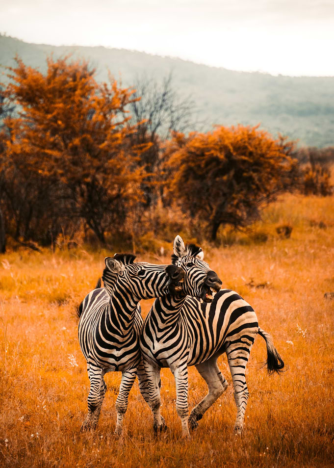 Zebras Animals by Nature