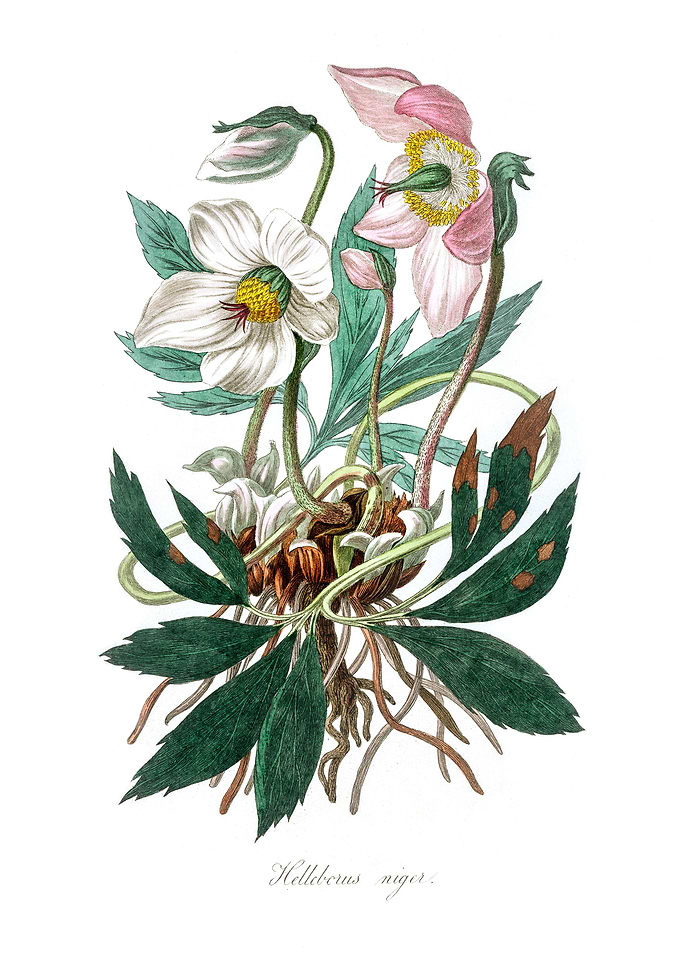 Christmas rose Helleborus