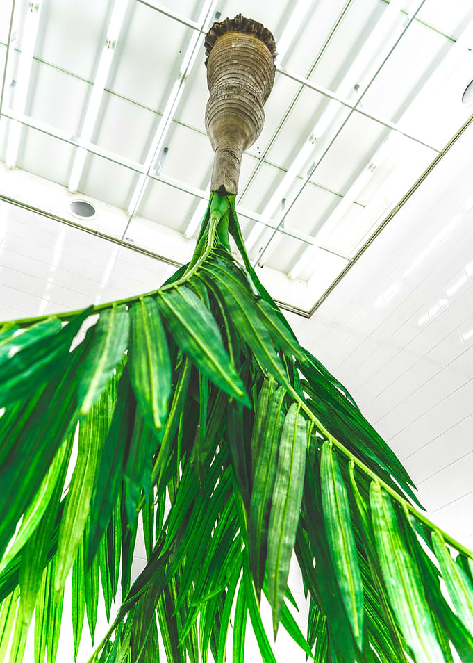 Palm Tree