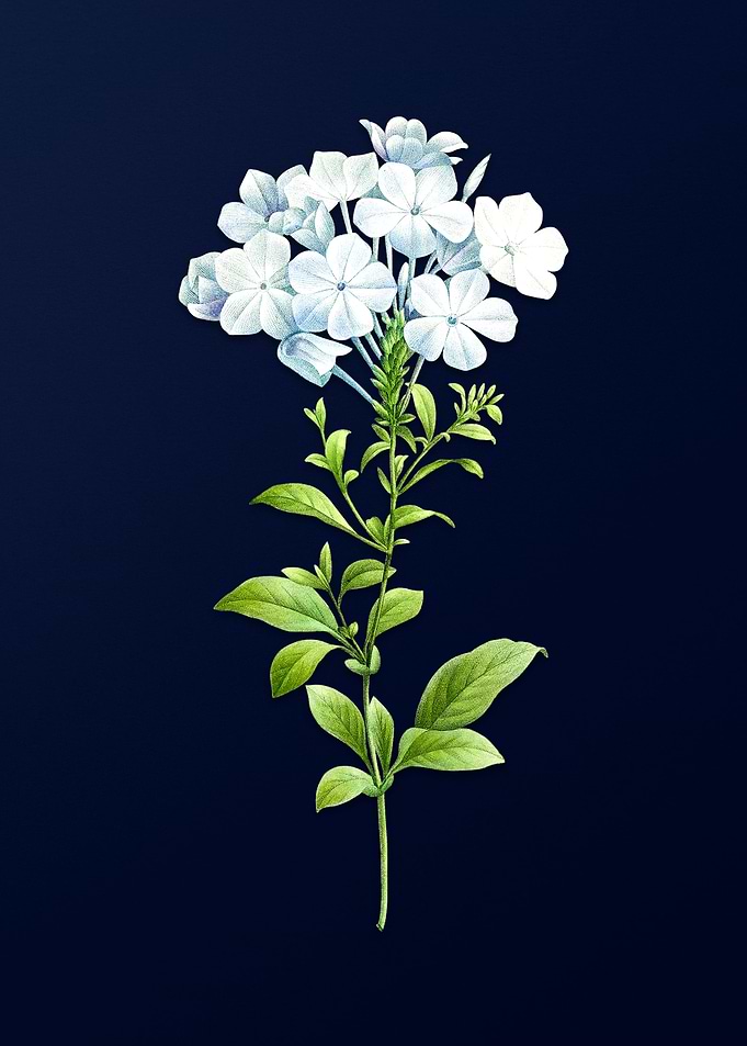 Plumbago Caerulea on Blue