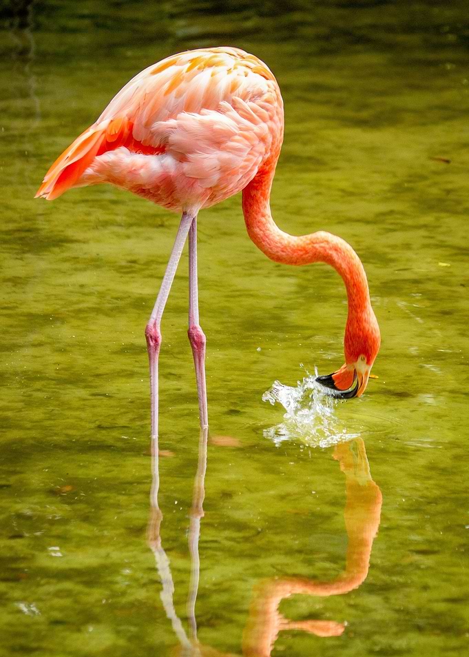 Flamingo Bird in water